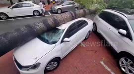 Tree toppled onto parked car in typhoon aftermath in China