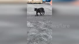 Real-life Tom and Jerry caught playing in the backyard of building