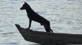 Loyal pet dog joins fisherman on his boat in Myanmar