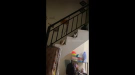 Cute cat conclave: feline furry friends take over every step in Jakarta home!