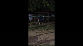 Rabbit's escape: friends' chase takes a tumble