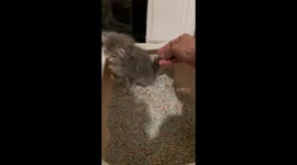 Tiny Luna's lesson: mastering litter box etiquette at 1.5 months