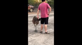 Crazy emu Jeffrey MeeMuu's hilarious antics in Three Rivers, Texas