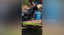 Black dog sits on back of farmer's tractor working in fields
