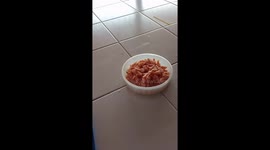 Abeja alimentándose con carne embutida