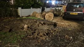 Storm Henk aftermath with large tree brought down by high winds in South London
