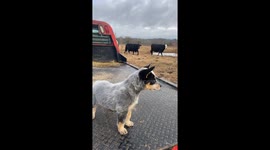 Blue Heeler Pup Barks at Cattle