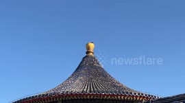 Crow bird flies from Temple of Heaven's roof to tree in Beijing