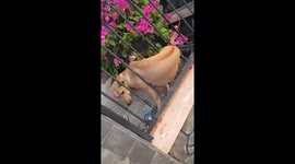 Rescuing a dog that was stuck in a fence when trying to get in the front yard