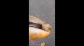 Up close: unveiling the intriguing face of a milk conch snail in the Florida Keys