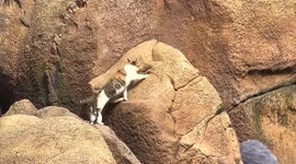 Mother cat patiently teaches kitten how to jump over hills