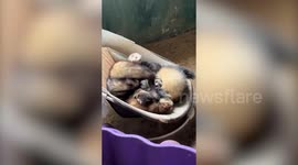 Woman has 47 ferrets and keeps them in their own 'ferret mansion' with mini-beds, hammocks and slides