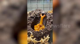 Beetle pupa moves in its burrow at natural history museum in Japan