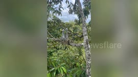 Heron chick screams at tourist from nest... beside calm sibling