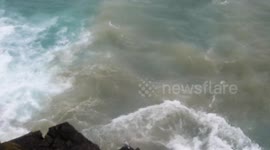 Seal wallows in sewage. Yellow warning rain causes discharges into sea, Towan Head, Newquay Cornwall