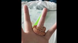 Tiny snake coils around finger