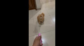 Fearful yet curious cat faces off with mysterious milk churner