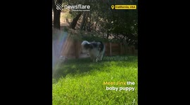 Puppy has zoomies around older dog