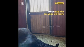 Indy the Horse who Farts