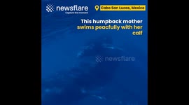 Humpback Whale Family Swims Together