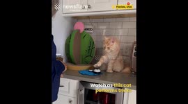 Cat Performs Tricks