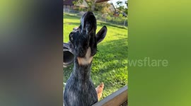 Animals That Will Make you Smile