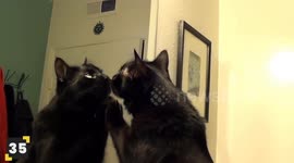 Funniest Cats of the Year