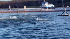 Norway's seafood exports reach record high in 2023