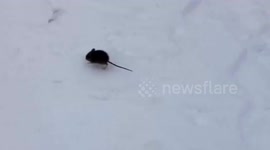 Mouse hops right up to wildlife photographer and poses for pictures