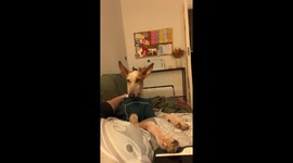 Podenco Pup Wants Walkies