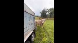 Mobile grazing: cows on the move in Steinthaleben, Germany