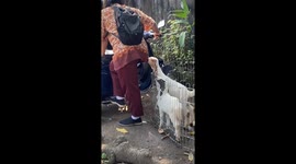 Unsuspecting biker's shirt snack: goat's hilarious hijinks caught on camera in Sidoarjo Regency
