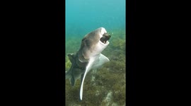 Shark Carries Egg In Mouth