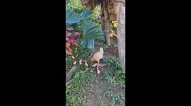 Cuba: Hen scratching the ground in search of food (insects and seeds) for her chicks following her. 05 january 2024