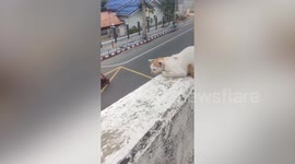 Motorcycle rider stops to help cat stuck on overpass ledge