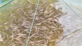 Saltwater fish farm brings a taste of ocean to inland region
