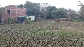 Fire service officials rescue horse after it gets trapped into swamp in northern India