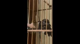 The bird was happy and danced when he saw the man again after three months