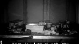 Squeaky Clean! Incredible footage shows tiny mouse tidying up pensioner's shed