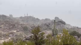Massive Snowflakes Fall in a Saguaro Cacti Forest north of Phoenix, AZ. This snow shut down the major highway.
