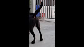 Scared pet dog barks at picture of leopard printed on box