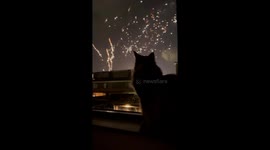 James the cat welcomes new year with firework gaze