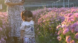 A little girl of one and a half years becomes emotional and suddenly misses her mum while plucking flower petals in evening sunlight.