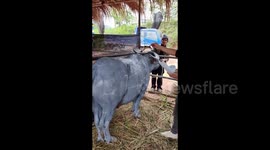 Festival Celebration in Grand Style with Colorful Painted Cattle in Jiangcheng, Yunnan, China