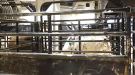 Dana White’s bull “Twisted Steele” is the featured bull.