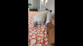 Excited Dog Parkours Off Doorframe