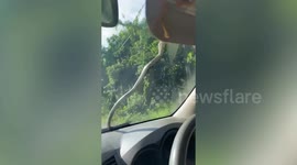 Tree snake slithers on car windscreen while driver travels with friends