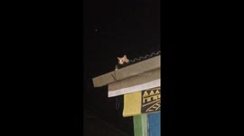 Enchanting daydreams: Nganjuk's roof-top cat caught in a mesmerizing reverie