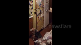 My Beagle Jax Knows how to Open the Refrigerator and Steal Food.  Finally caught him!