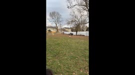 Collision course: dog and child encounter during playtime